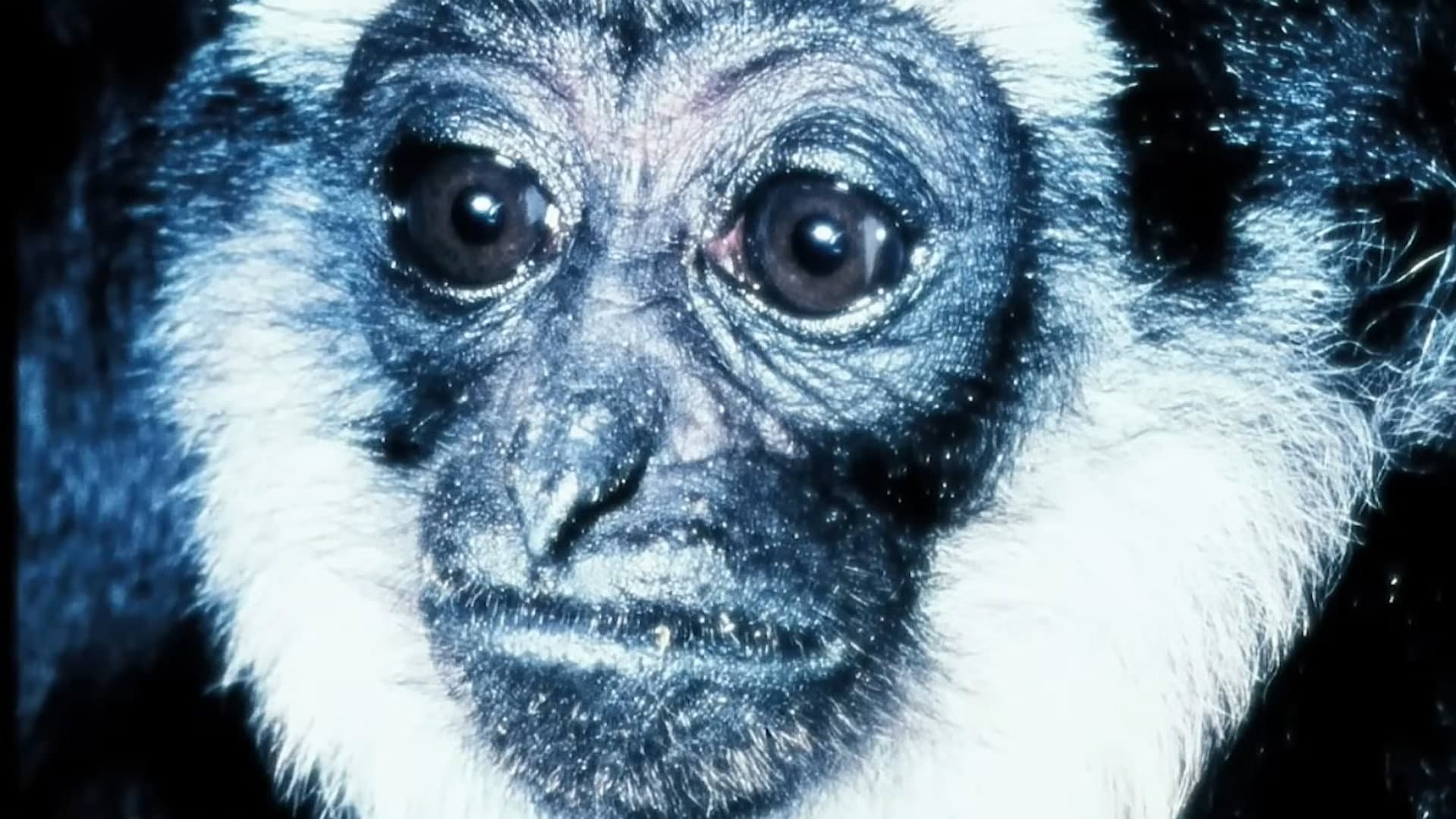 Gibbons: The Forgotten Apes In Peril backdrop
