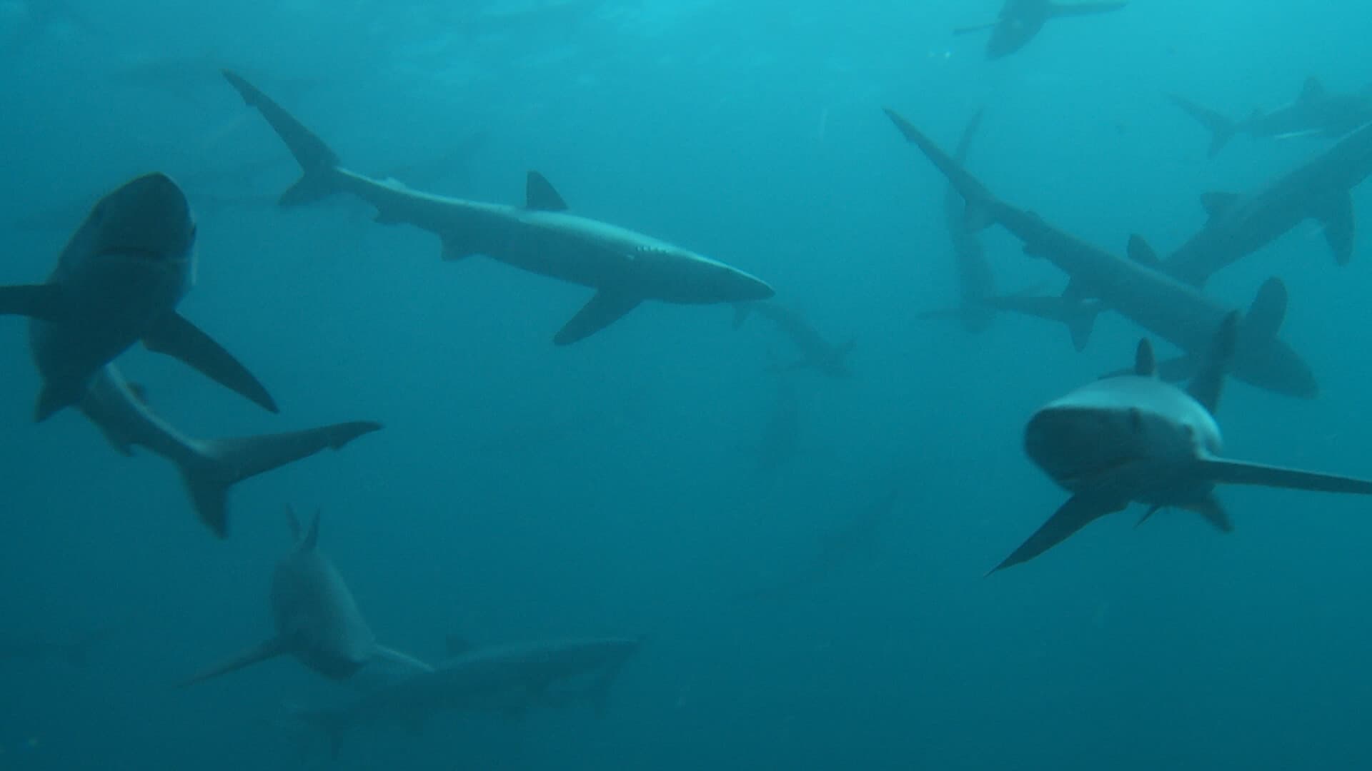 Britain's Whales and Sharks backdrop