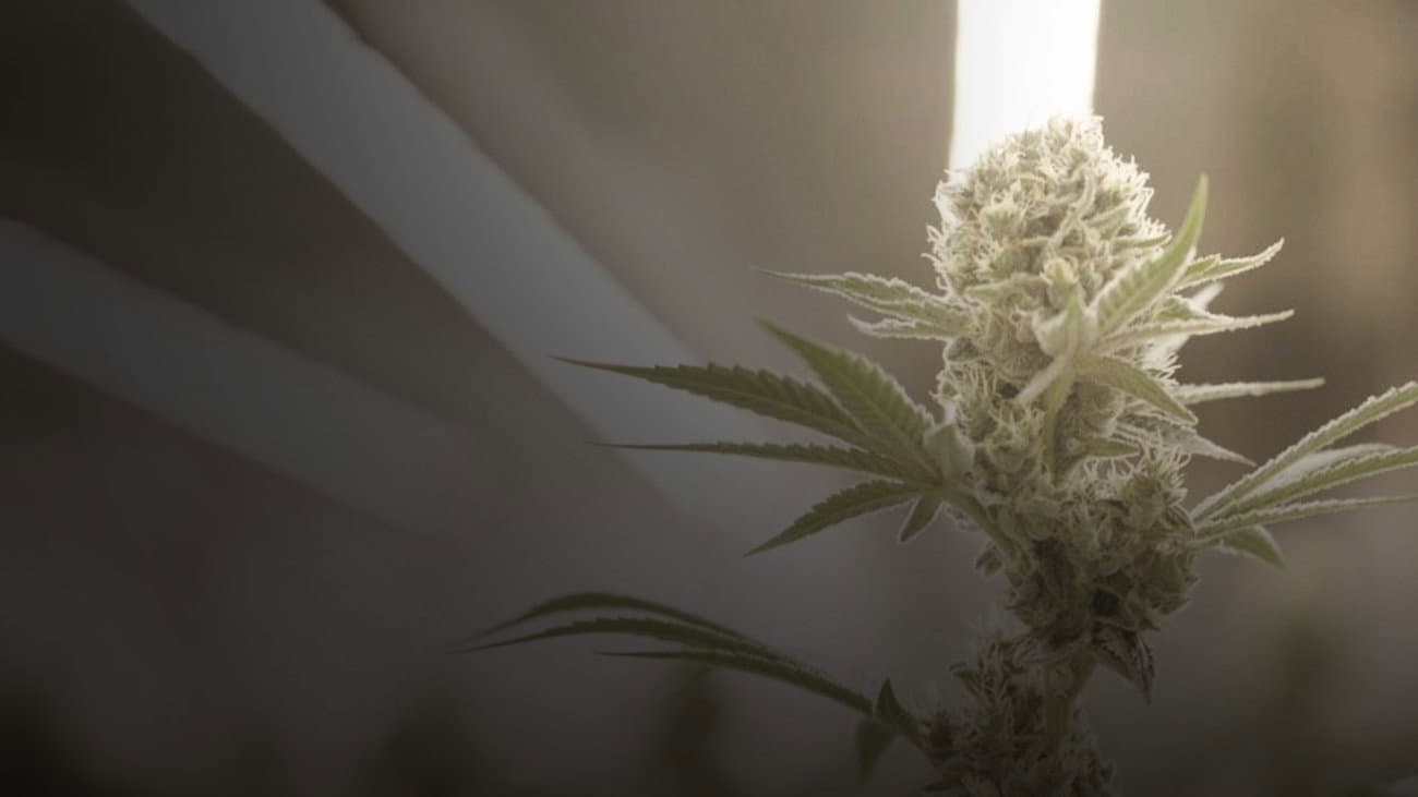 Cannabis : la série documentaire backdrop
