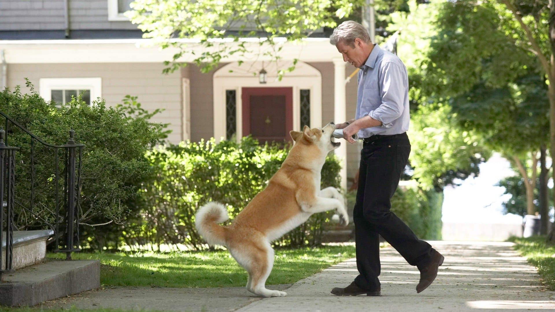 Hachi: A Dog's Tale backdrop