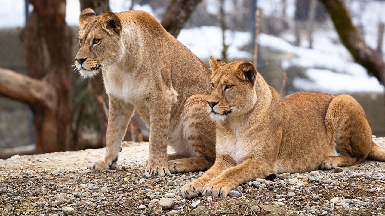Histoires de lionnes backdrop