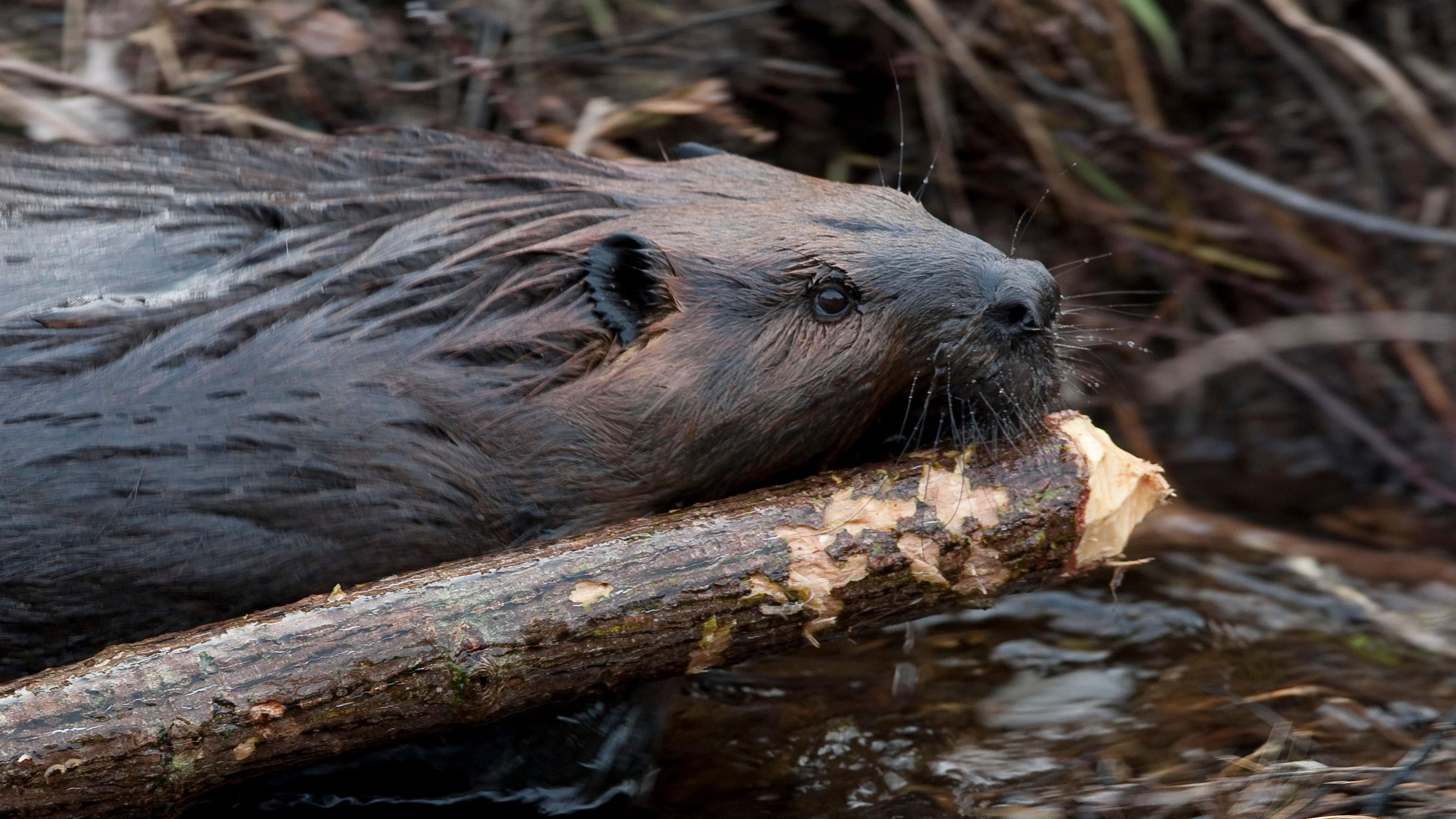 Leave it to Beavers backdrop