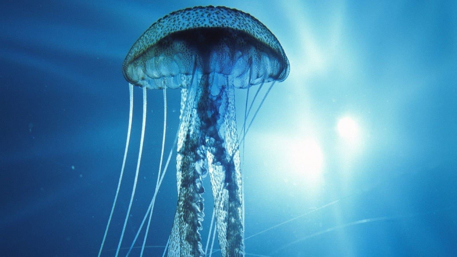 Into the Deep backdrop