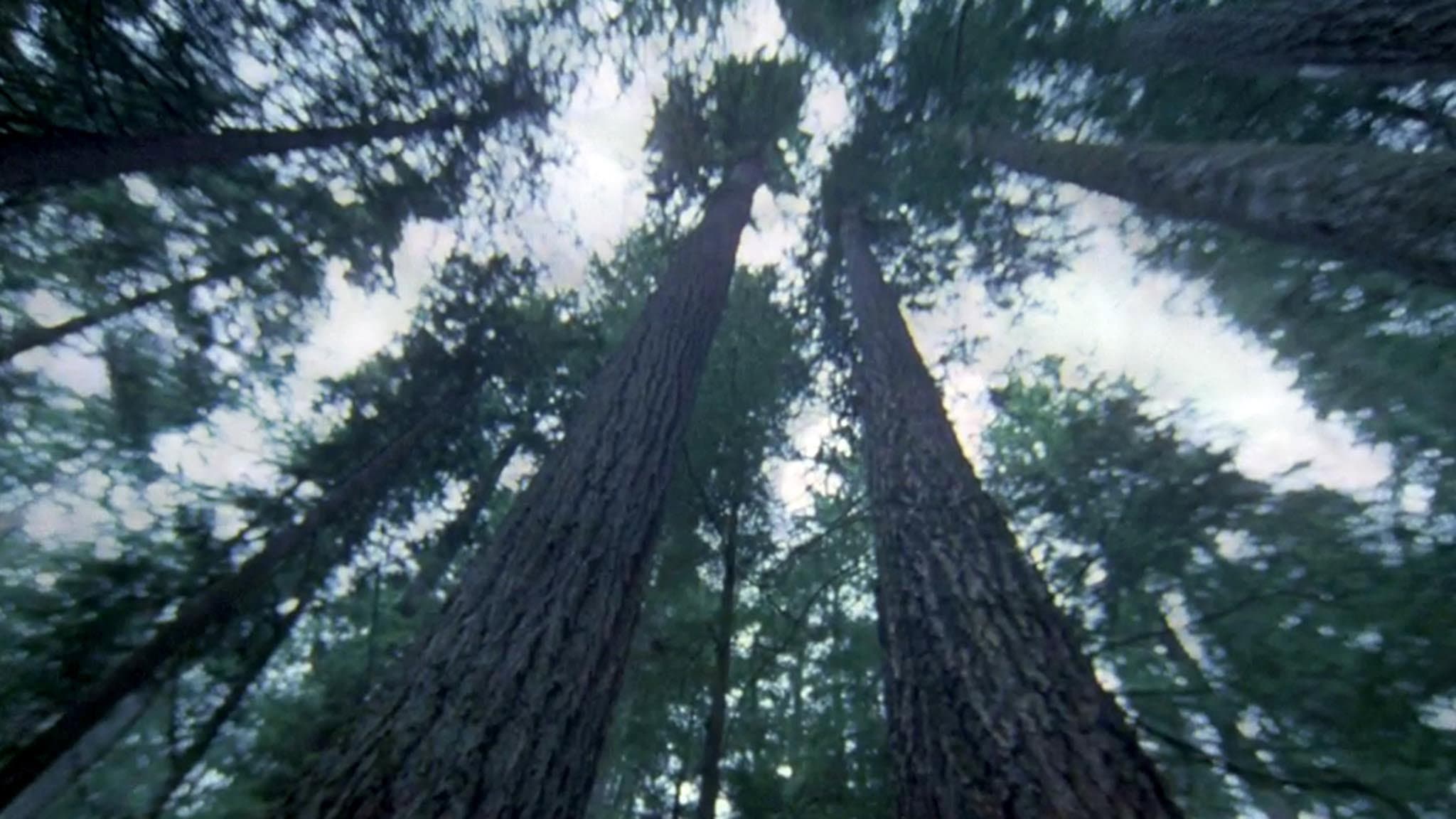 Another Side of the Forest backdrop
