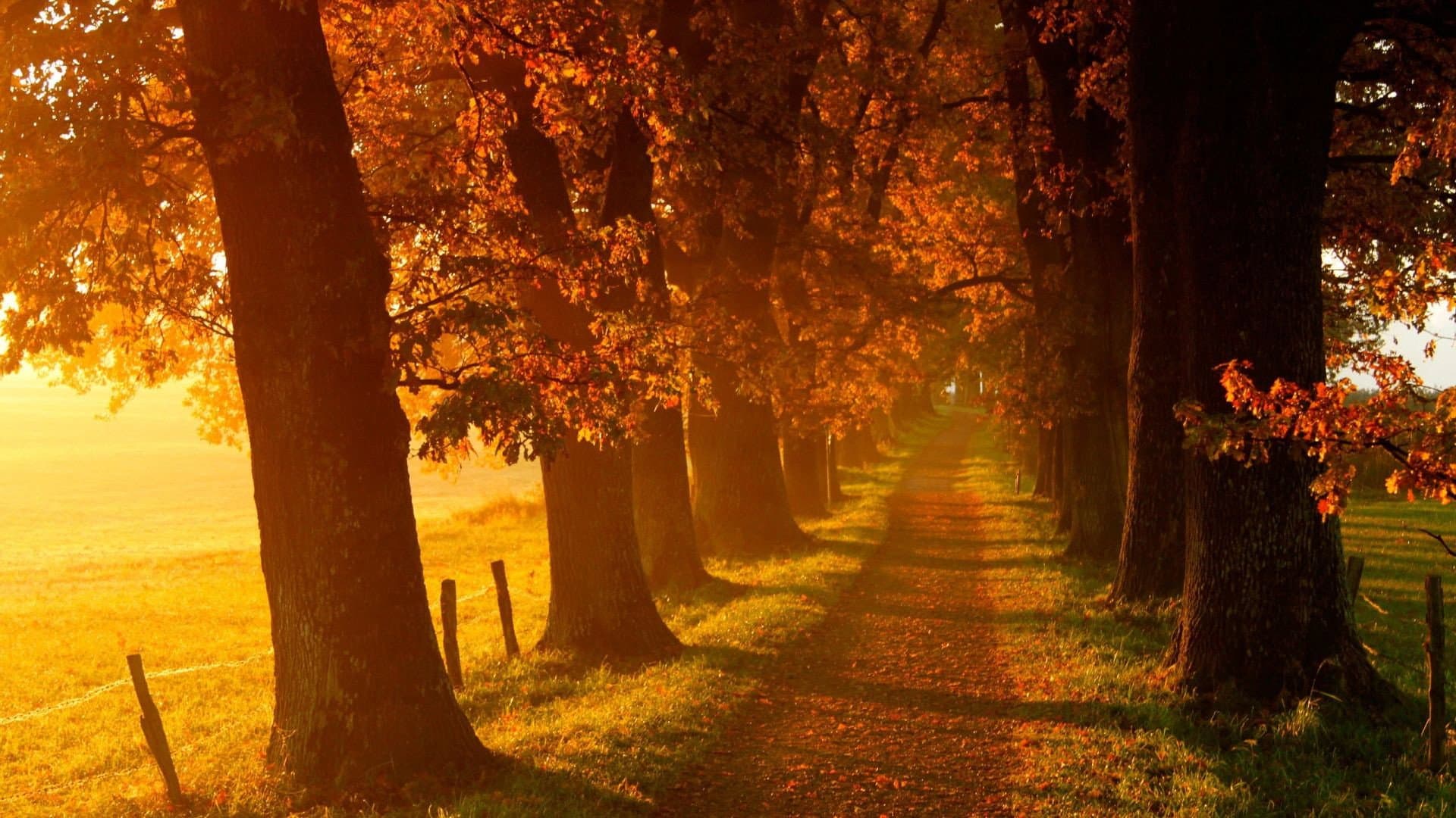 Voir l'automne, une saison en France backdrop