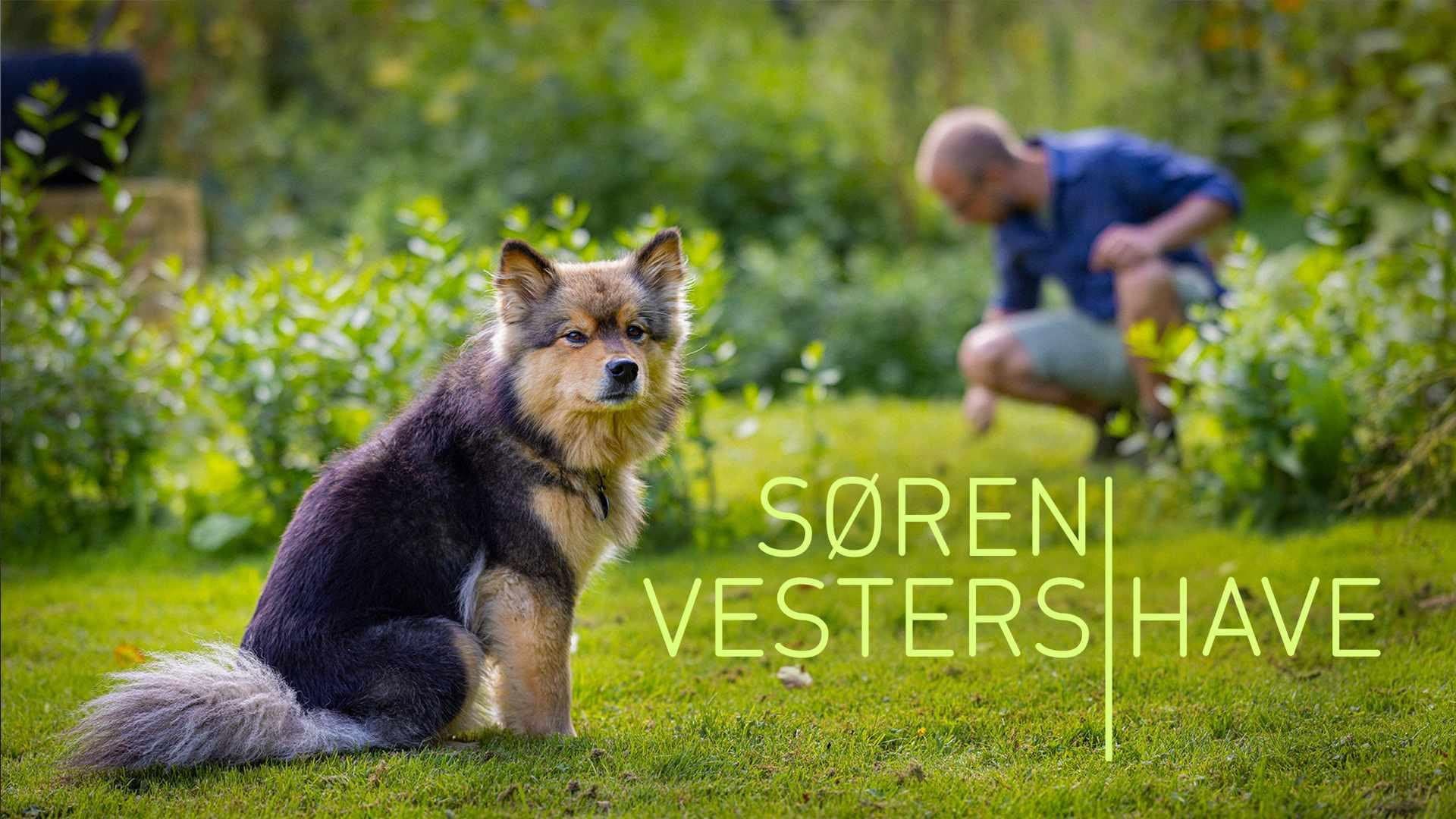 Søren Vesters have backdrop