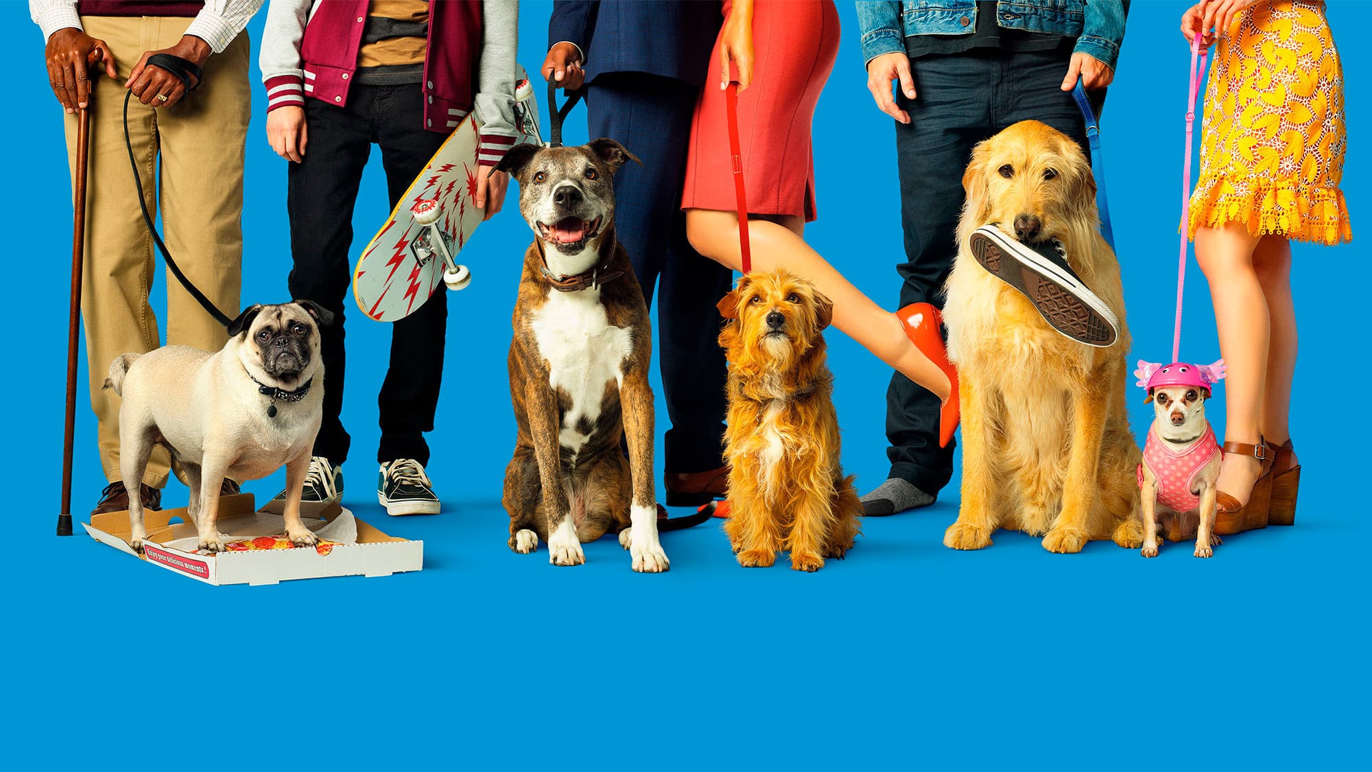Dog Days backdrop