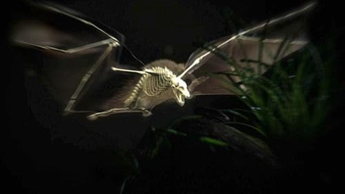 Moment of Impact: Jungle