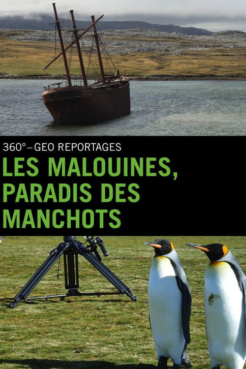 Falklandinseln : Pinguine auf dem Vormarsch poster