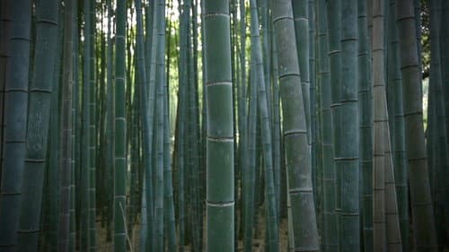 Bamboo Culture: New Life in Spring Enriches the Ancient Capital