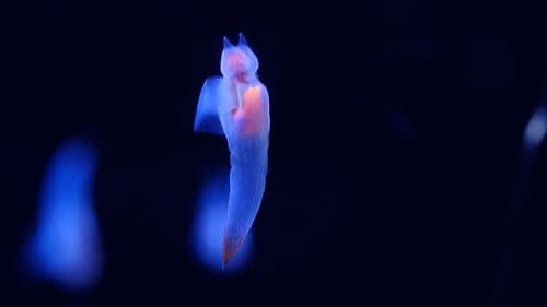 The Origin of Life