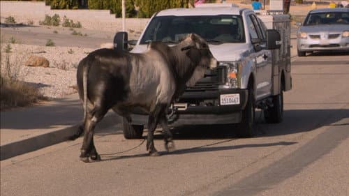 No Bull Profession