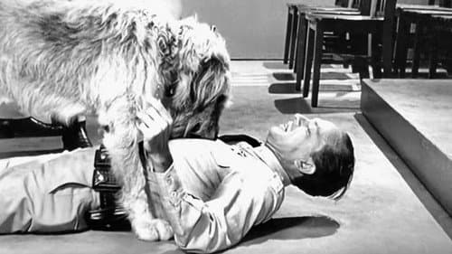 Barney's Bloodhound