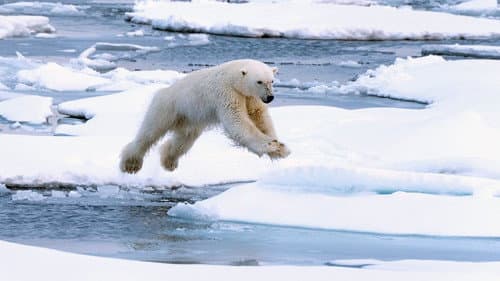 Polar Bear
