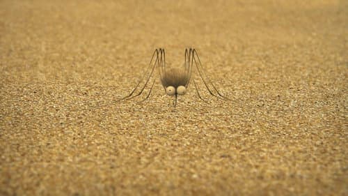 The mosquito of the caribbean