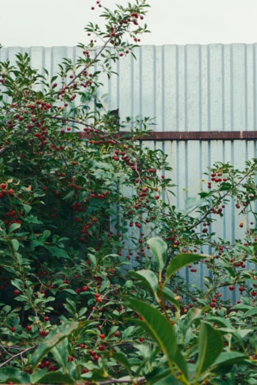 Cherry Sprout poster