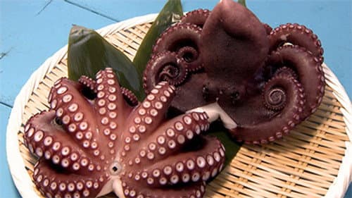 Octopus