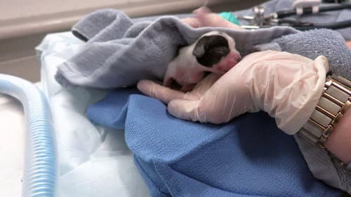 Emergency C-Section