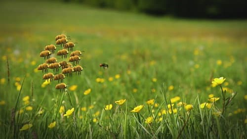 Honey fly