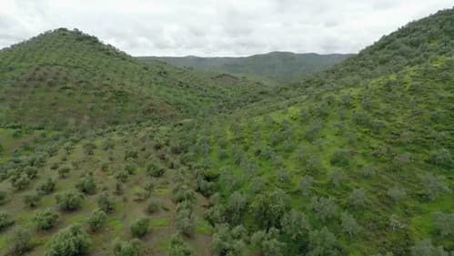 Tiny Forests: Mediterranean Olive Woods