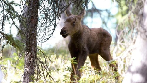 Moose: Life of a Twig Eater