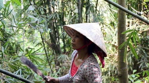 Through the Jungles of Vietnam