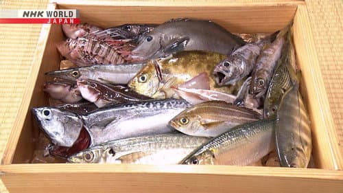 Unused Fish
