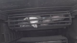 Dominion (2018): Pig Gas Chamber