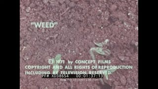 “ WEED: THE STORY OF MARIJUANA ” 1971 CLASSROOM ANTI-DRUG USE & ABUSE SCARE FILM XD38654