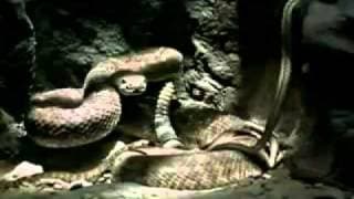 Venomous 2001 movie trailer