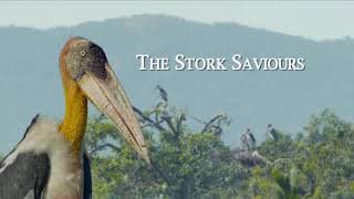 The Stork Saviours | Trailer | Golden Hessian Lion Award Winner 2020
