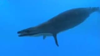 Beasts hunting - BBC