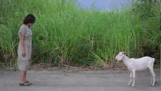 Asan si Lolo Mê? (Trailer)