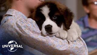 The St. Bernard’s Journey Home