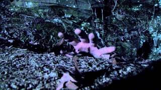 Pro Wrestlers vs. Zombies OFFICIAL TRAILER