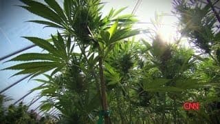 Weed 2: Cannabis Madness