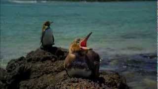 Galapagos with David Attenborough - Trailer