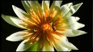 Kingdom Of Plants With David Attenborough Trailer