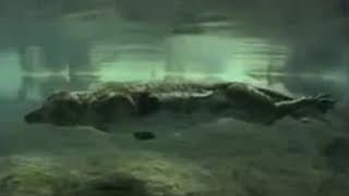 Primitive Whale - BBC