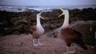 Galapagos 3D Official Trailer | IMAX Theatre Version