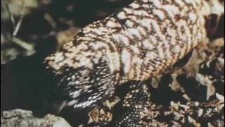 Living Desert - Theatrical Trailer