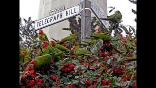 The Wild Parrots of Telegraph Hill (Restored 4k) New Trailer
