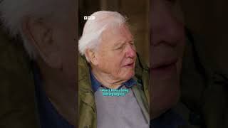 The Legend that is Sir David Attenborough