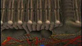 Voyage inside the Cell: Membrane