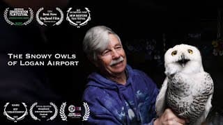 The Snowy Owls of Logan Airport