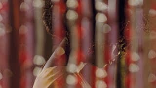 EYIMOFE (THIS IS MY DESIRE) — Janus Films Trailer