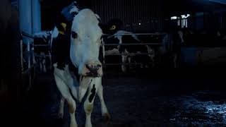 "COW" Andrea ARNOLD [First Look Clip 2]