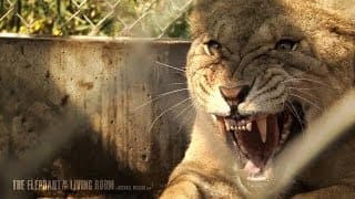The Elephant in the Living Room Trailer (Official)