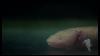 Axolotl | Trailer