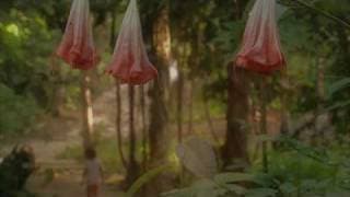 Ayahuasca: Vine of the Soul
